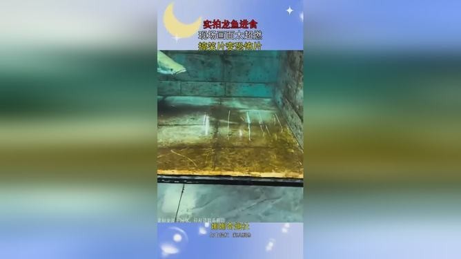 龍魚吃食視頻大全集播放