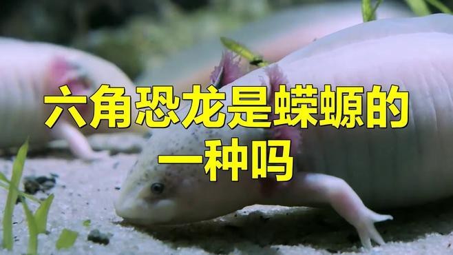 六角恐龍魚是什么