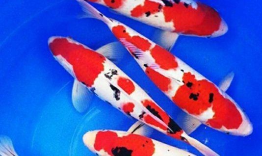 紅白錦鯉三不過(guò)是什么意思