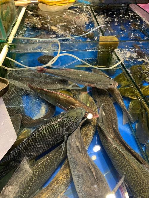 天津龍魚價格最新行情走勢圖片