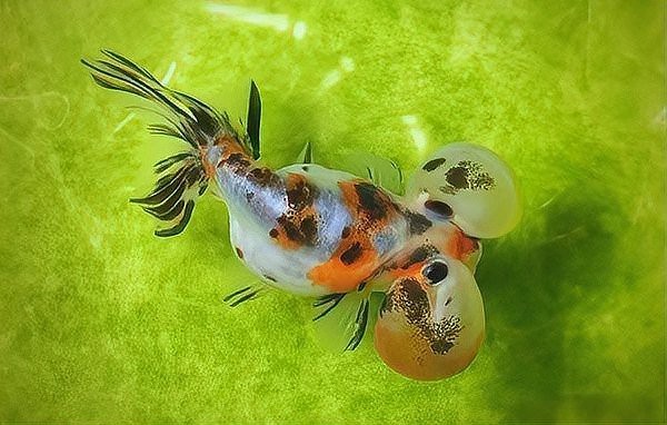 金魚突然趴缸底怎么回事