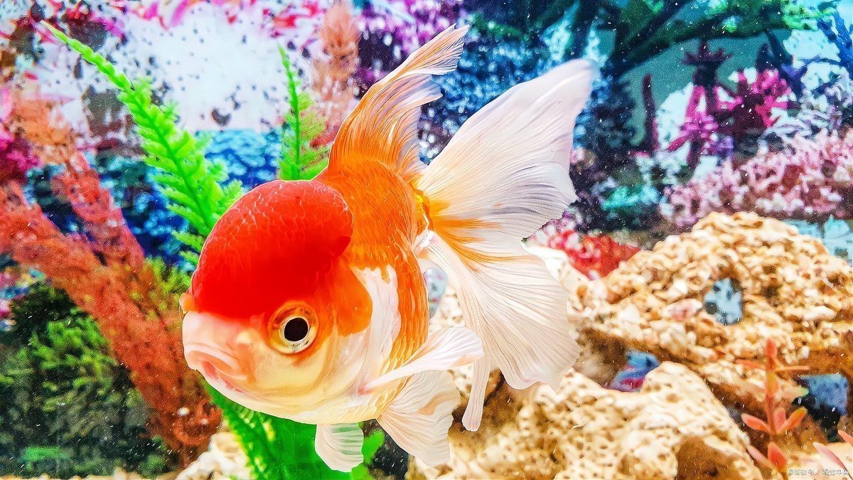 金魚突然趴缸底怎么回事