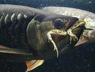龍魚追人咬：龍魚為什么會咬人？