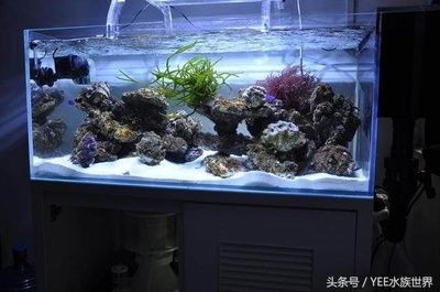 魚缸電源位置怎么留：如何為魚缸選擇合適的電源位置
