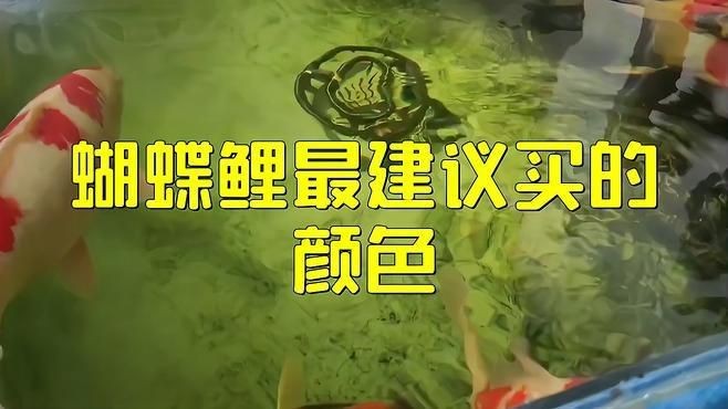 蝴蝶鯉最建議買的顏色