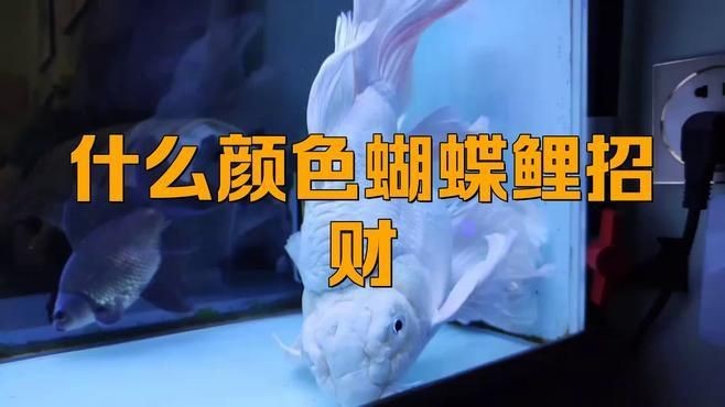 蝴蝶鯉最建議買的顏色