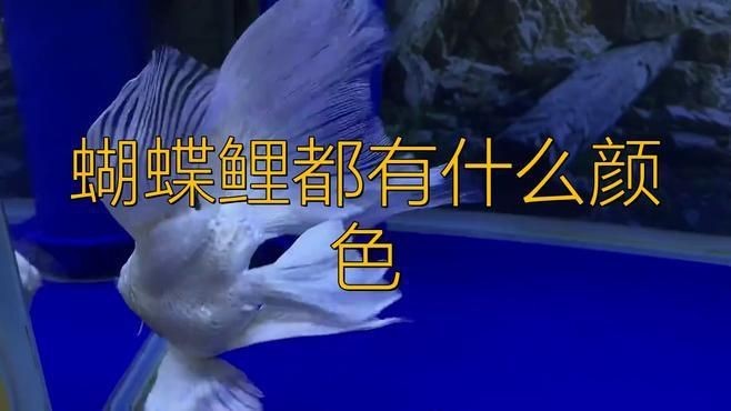 蝴蝶鯉最建議買的顏色
