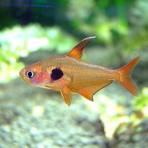 紅衣夢(mèng)幻旗燈魚(yú)兇嗎