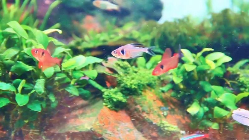 紅衣夢幻旗燈魚兇嗎