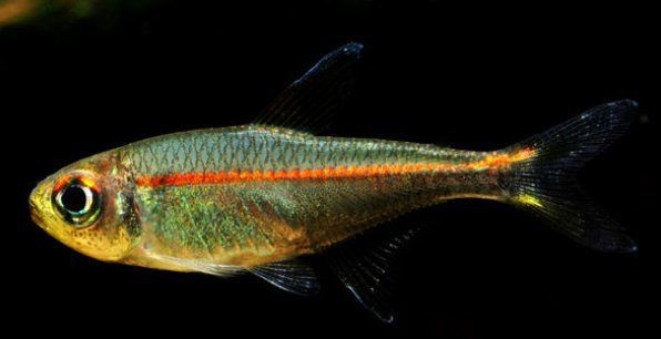 紅衣夢(mèng)幻旗燈魚(yú)兇嗎