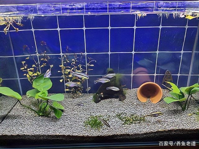 帝王虎斑最忌諱三個魚