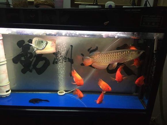 小型風(fēng)水魚有哪些