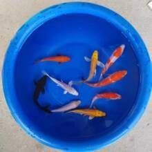 紅白錦鯉價格