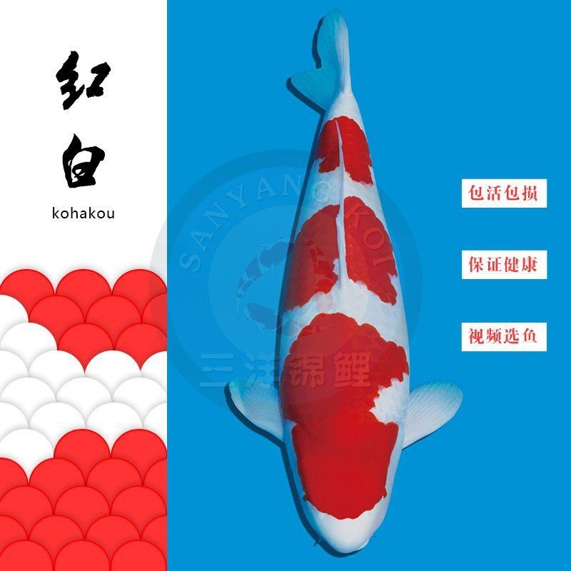紅白錦鯉價格