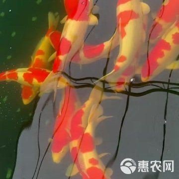紅白錦鯉價格