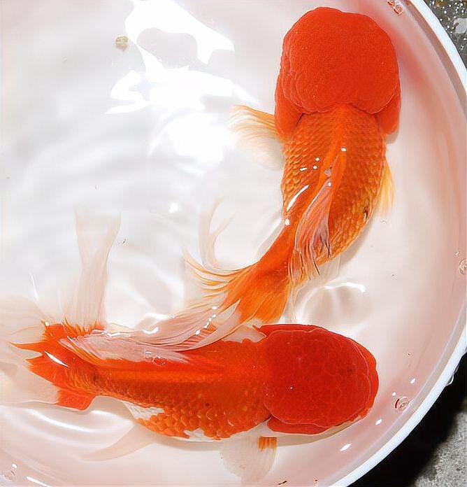 紅老虎魚風水