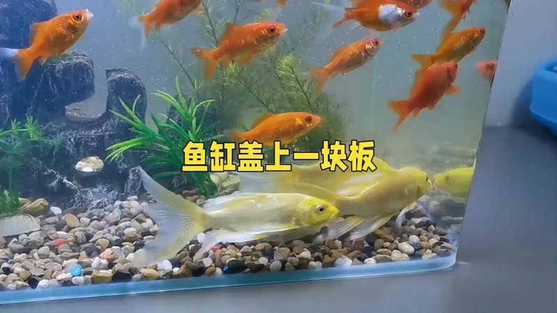 紅老虎魚風水