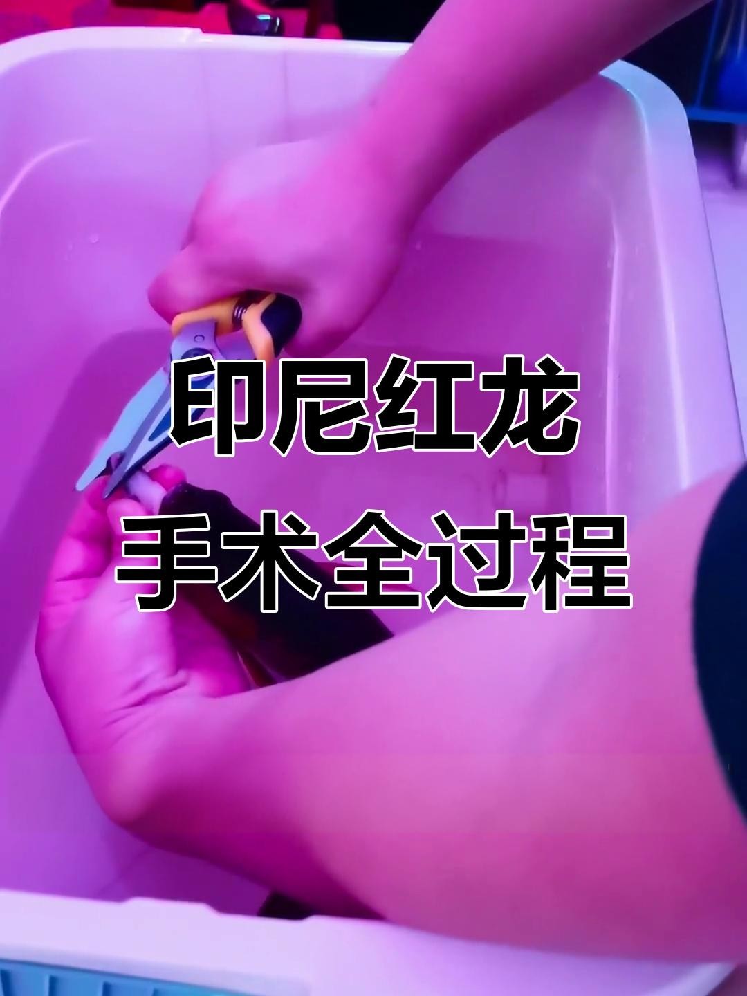 龍魚潰爛手術具體步驟