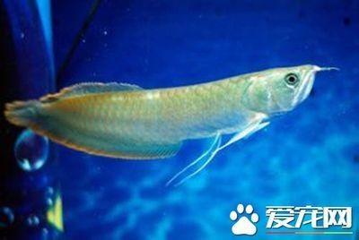 銀龍魚催財效果如何體現：銀龍魚與家居風水關系