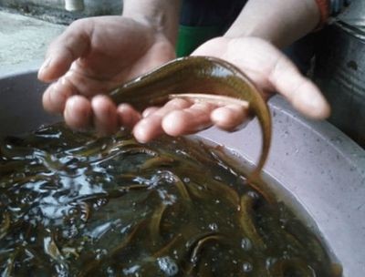 為什么龍魚不能喂活泥鰍：龍魚可以喂活泥鰍嗎？