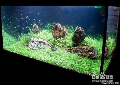 水族生態揭秘水族生態揭秘魚缸清潔技巧掌握正確的清潔技巧：如何打理一個放了很久的魚缸