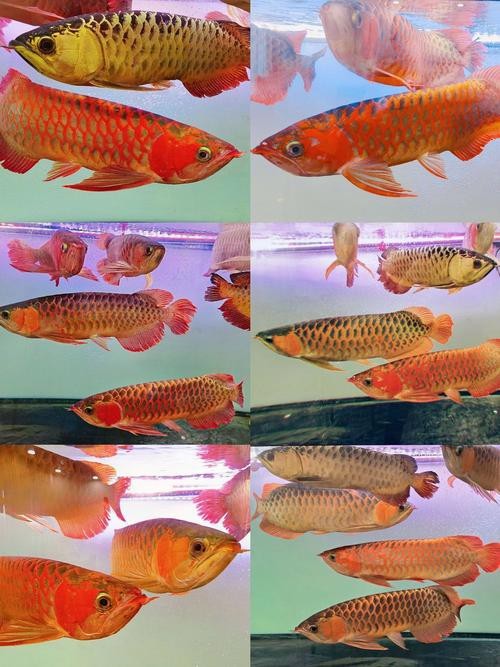 有沒有推薦的拍攝金龍魚的高清圖片？