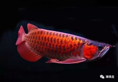 如何控制BD魟魚缸內pH值：bd魟魚適宜的ph值范圍,如何監測魚缸內的ph值
