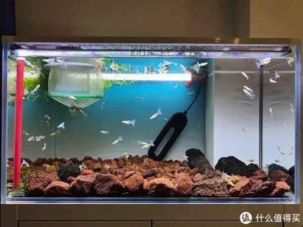 養(yǎng)魚并不難，注意這4個容易忽略的地方，你也可以是養(yǎng)魚能手“少女厭世風(fēng)”火了，家長看的心驚膽戰(zhàn)：這和沒穿有什么區(qū)別？