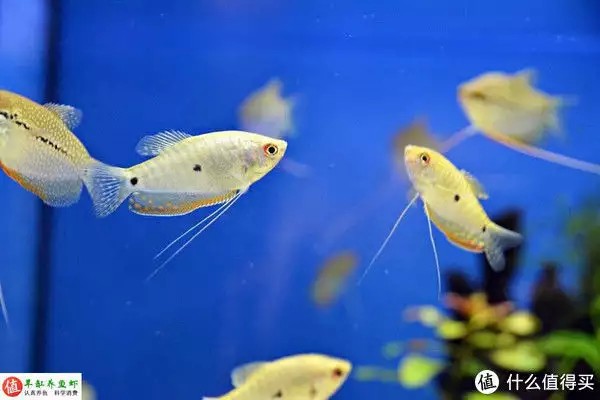 養(yǎng)魚并不難，注意這4個容易忽略的地方，你也可以是養(yǎng)魚能手“少女厭世風(fēng)”火了，家長看的心驚膽戰(zhàn)：這和沒穿有什么區(qū)別？