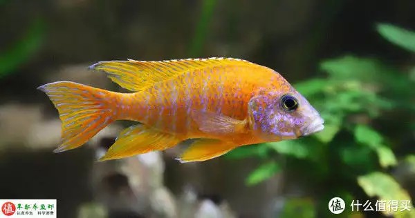 養(yǎng)魚并不難，注意這4個容易忽略的地方，你也可以是養(yǎng)魚能手“少女厭世風(fēng)”火了，家長看的心驚膽戰(zhàn)：這和沒穿有什么區(qū)別？