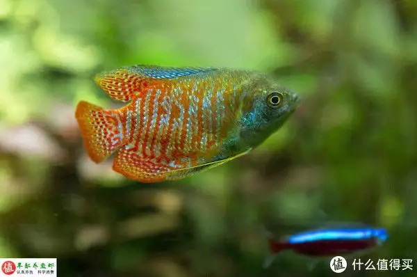 養(yǎng)魚并不難，注意這4個容易忽略的地方，你也可以是養(yǎng)魚能手“少女厭世風(fēng)”火了，家長看的心驚膽戰(zhàn)：這和沒穿有什么區(qū)別？