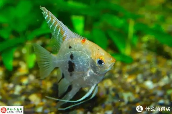 養(yǎng)魚并不難，注意這4個容易忽略的地方，你也可以是養(yǎng)魚能手“少女厭世風(fēng)”火了，家長看的心驚膽戰(zhàn)：這和沒穿有什么區(qū)別？