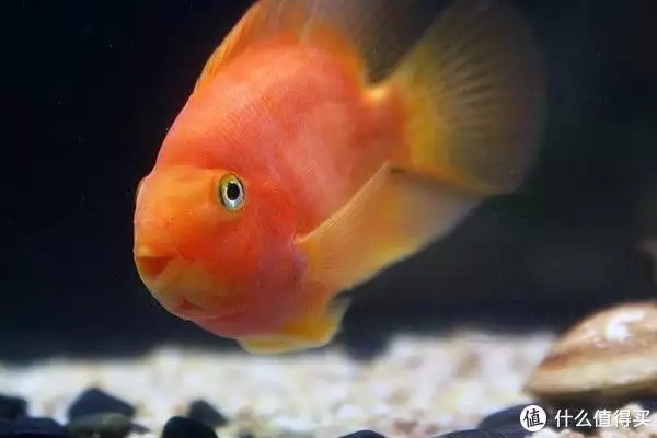 養(yǎng)魚并不難，注意這4個容易忽略的地方，你也可以是養(yǎng)魚能手“少女厭世風(fēng)”火了，家長看的心驚膽戰(zhàn)：這和沒穿有什么區(qū)別？