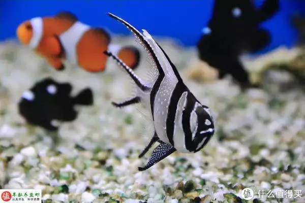 養(yǎng)魚并不難，注意這4個容易忽略的地方，你也可以是養(yǎng)魚能手“少女厭世風(fēng)”火了，家長看的心驚膽戰(zhàn)：這和沒穿有什么區(qū)別？