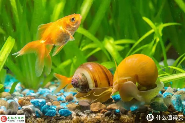 養(yǎng)魚并不難，注意這4個容易忽略的地方，你也可以是養(yǎng)魚能手“少女厭世風(fēng)”火了，家長看的心驚膽戰(zhàn)：這和沒穿有什么區(qū)別？