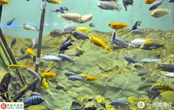 養(yǎng)魚并不難，注意這4個容易忽略的地方，你也可以是養(yǎng)魚能手“少女厭世風(fēng)”火了，家長看的心驚膽戰(zhàn)：這和沒穿有什么區(qū)別？