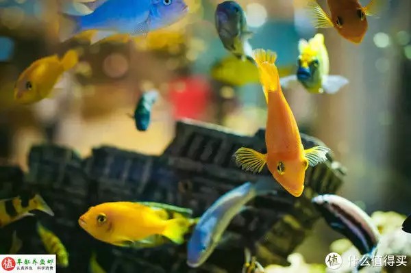 養(yǎng)魚并不難，注意這4個容易忽略的地方，你也可以是養(yǎng)魚能手“少女厭世風(fēng)”火了，家長看的心驚膽戰(zhàn)：這和沒穿有什么區(qū)別？