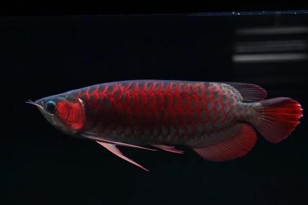 紅龍魚的四大名龍：紅龍魚中的四大名龍，血鉆、紫鉆、嚴帕原生種和ultima原生種