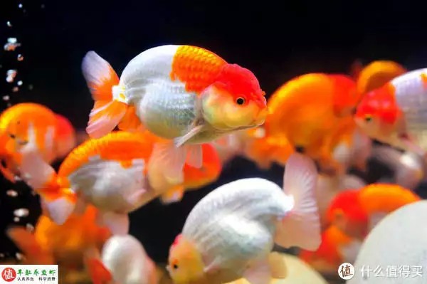 養(yǎng)魚并不難，注意這4個容易忽略的地方，你也可以是養(yǎng)魚能手“少女厭世風(fēng)”火了，家長看的心驚膽戰(zhàn)：這和沒穿有什么區(qū)別？