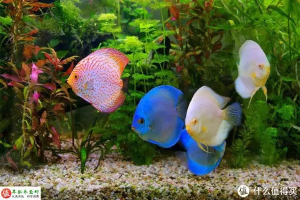養(yǎng)魚并不難，注意這4個容易忽略的地方，你也可以是養(yǎng)魚能手“少女厭世風(fēng)”火了，家長看的心驚膽戰(zhàn)：這和沒穿有什么區(qū)別？