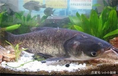 花鰱魚的養殖方法：花鰱魚在魚缸的養殖方法