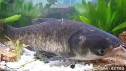 花鰱魚的養殖方法：花鰱魚在魚缸的養殖方法