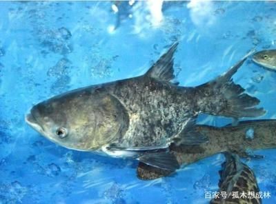 花鰱魚的養殖方法：花鰱魚在魚缸的養殖方法
