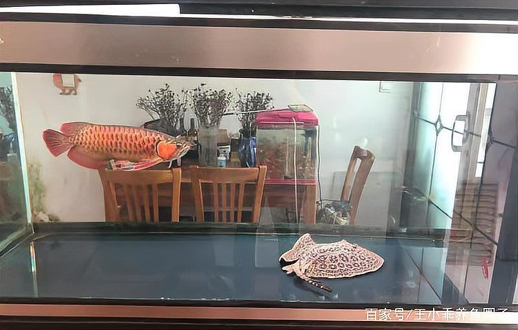 紅龍最佳5種配魚