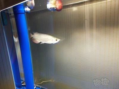 龍魚進食時間和喂食頻率：龍魚在適應新環境后的2-3天可以開始進食