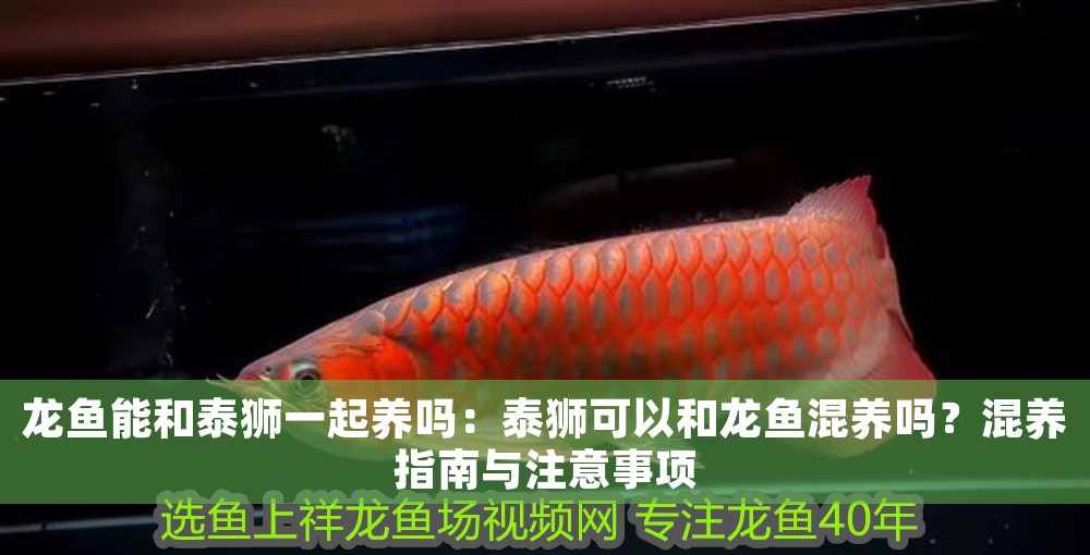 龍魚能和泰獅一起養嗎：泰獅可以和龍魚混養嗎？混養指南與注意事項