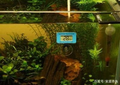 如何選擇合適的魚缸溫度計：選擇合適的魚缸溫度計是確保水族箱健康的關鍵步驟之一