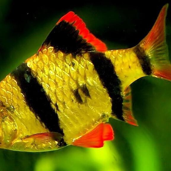 四紋虎魚的圖片大全