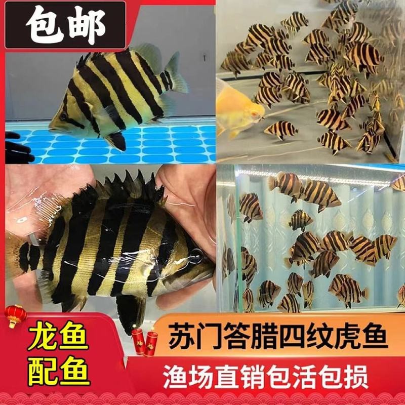 四紋虎魚的圖片大全