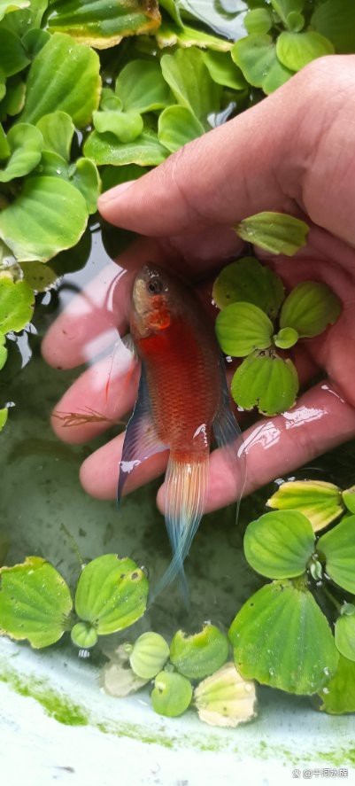 龍魚喂蜈蚣沒處理一條吃了怎么辦
